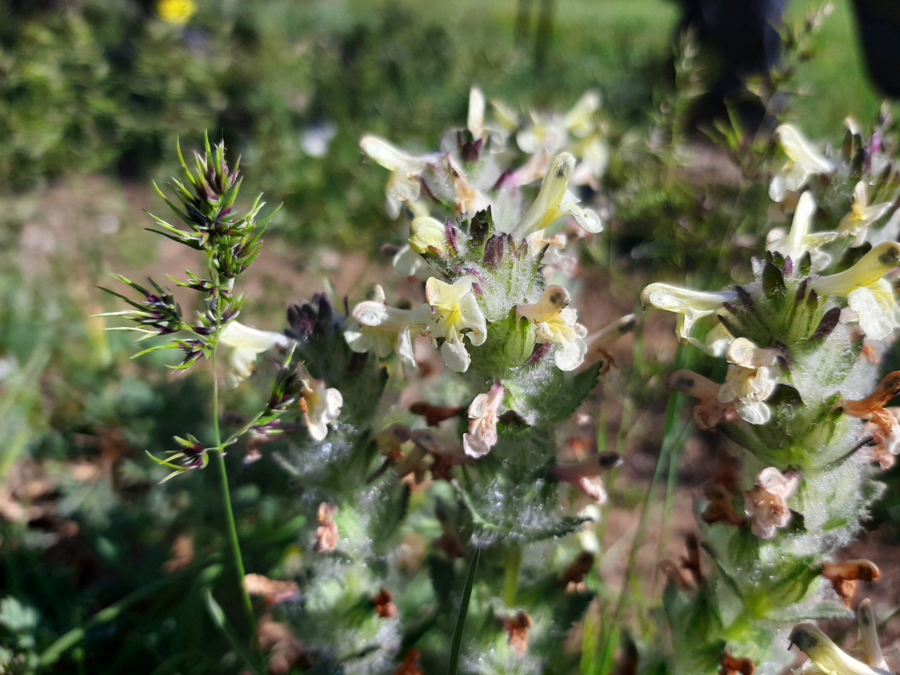 Pedicularis caucasica