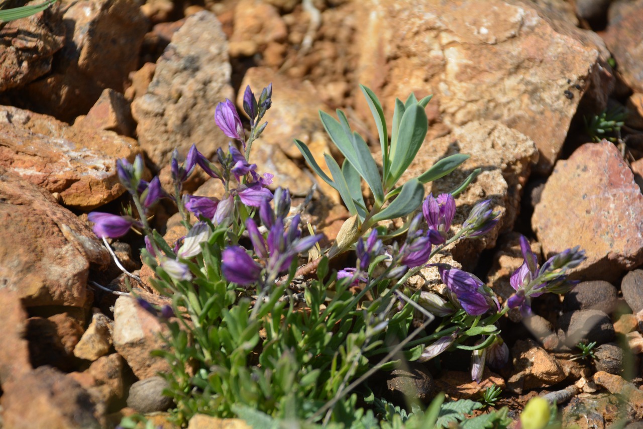 Polygala supina