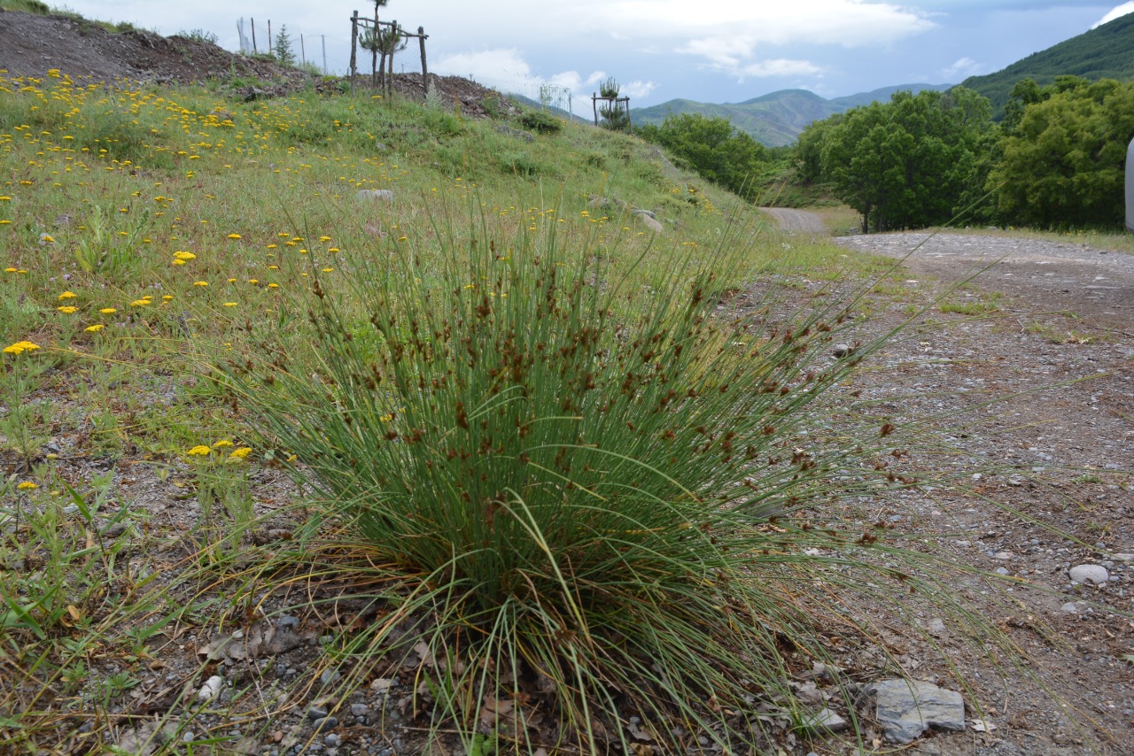 Juncus inflexus