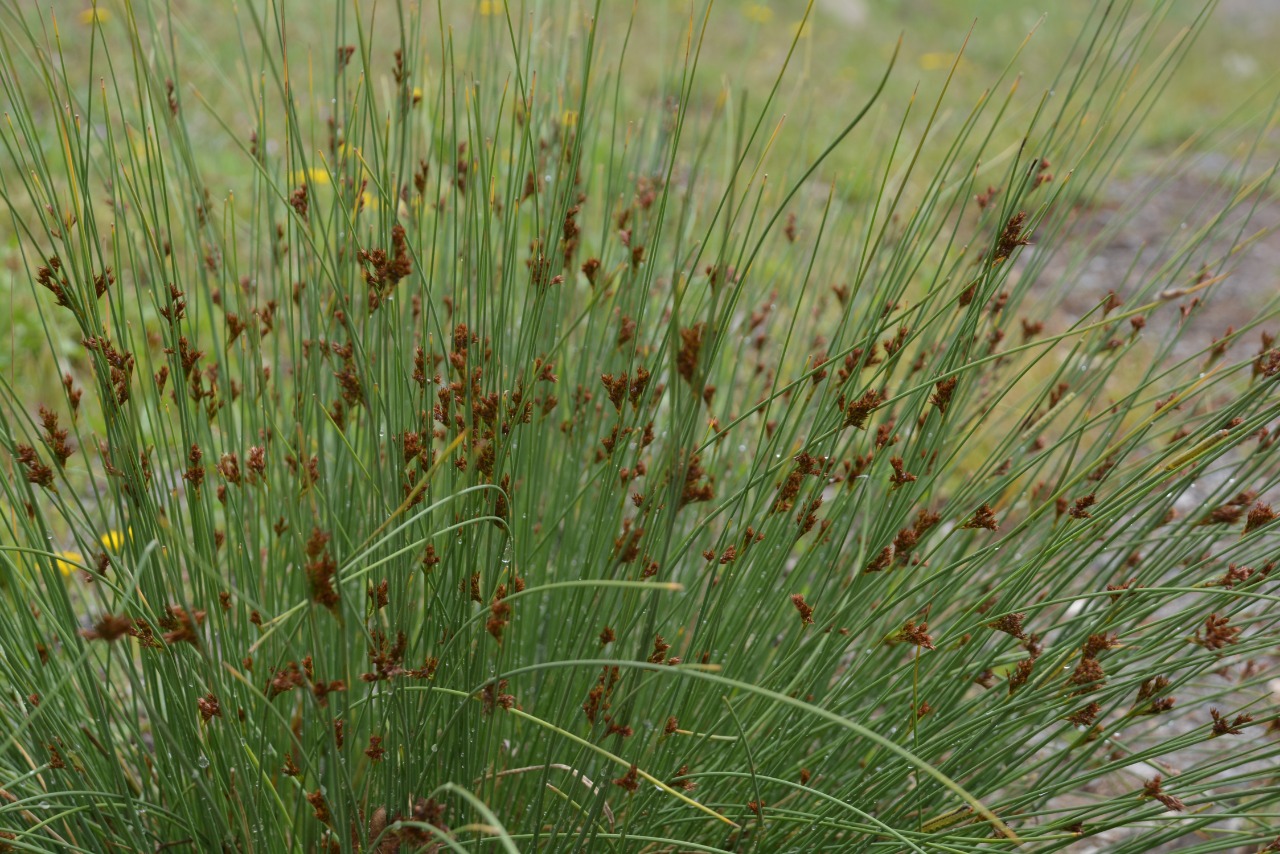 Juncus inflexus