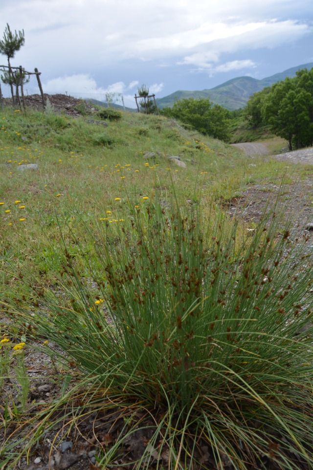 Juncus inflexus