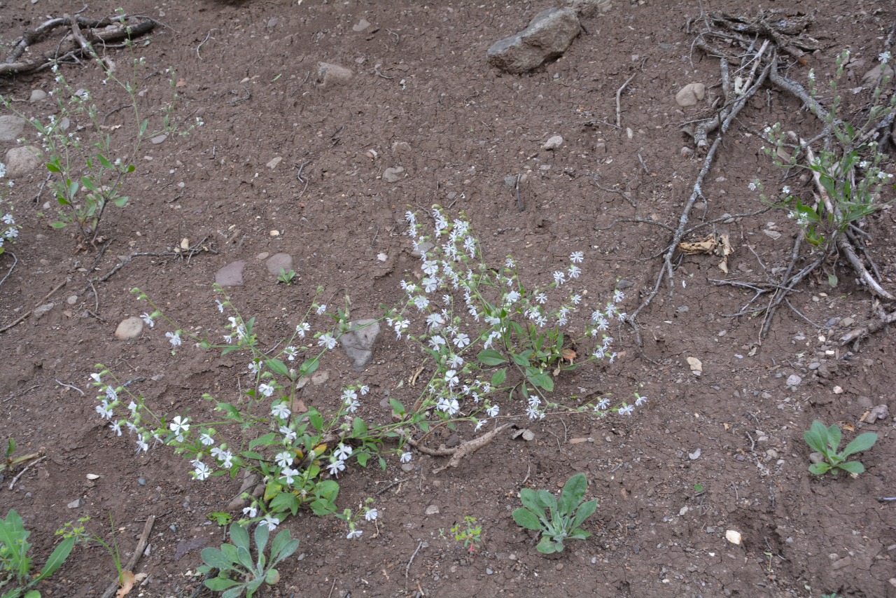 Silene dichotoma