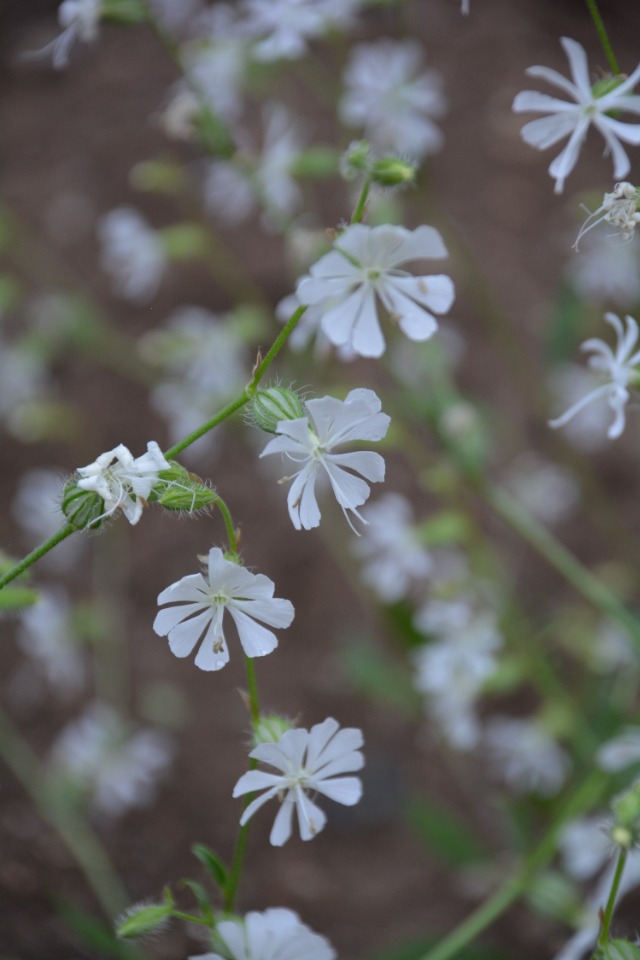 Silene dichotoma