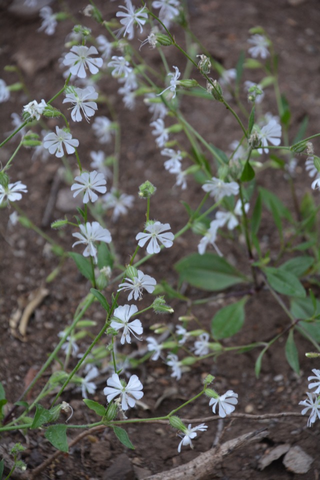 Silene dichotoma