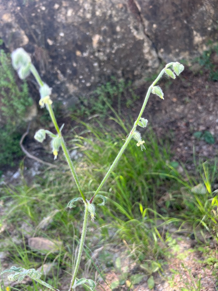 Silene dichotoma