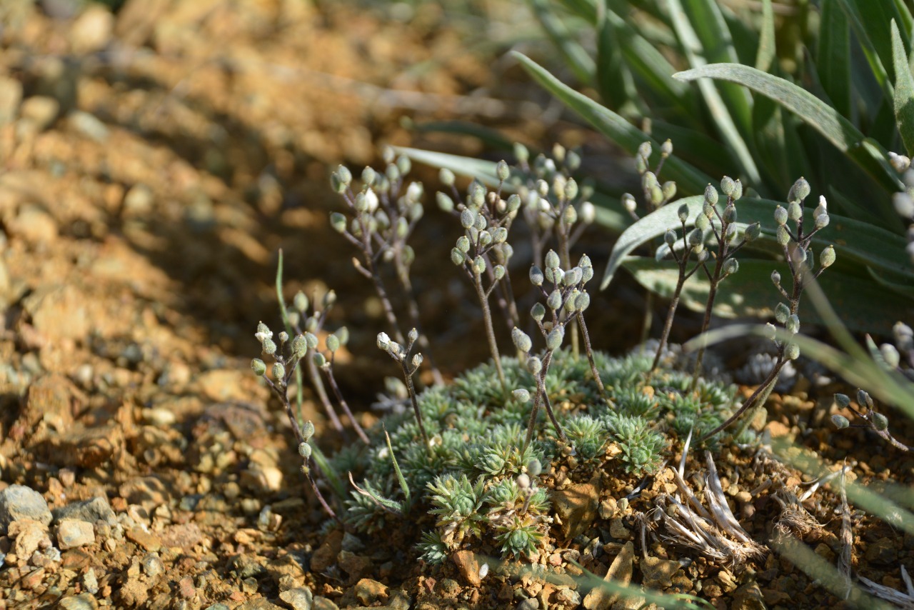 Draba bruniifolia