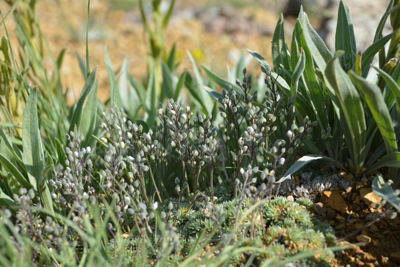 Draba bruniifolia