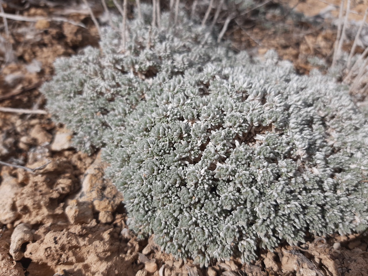 Draba bruniifolia