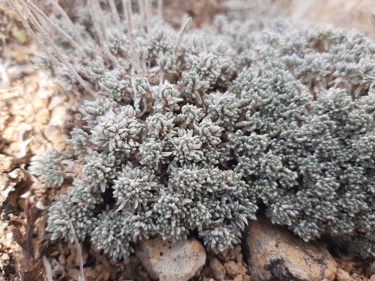 Draba bruniifolia