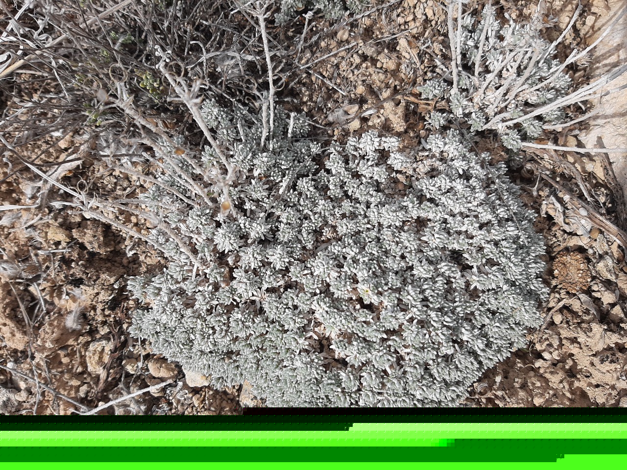 Draba bruniifolia