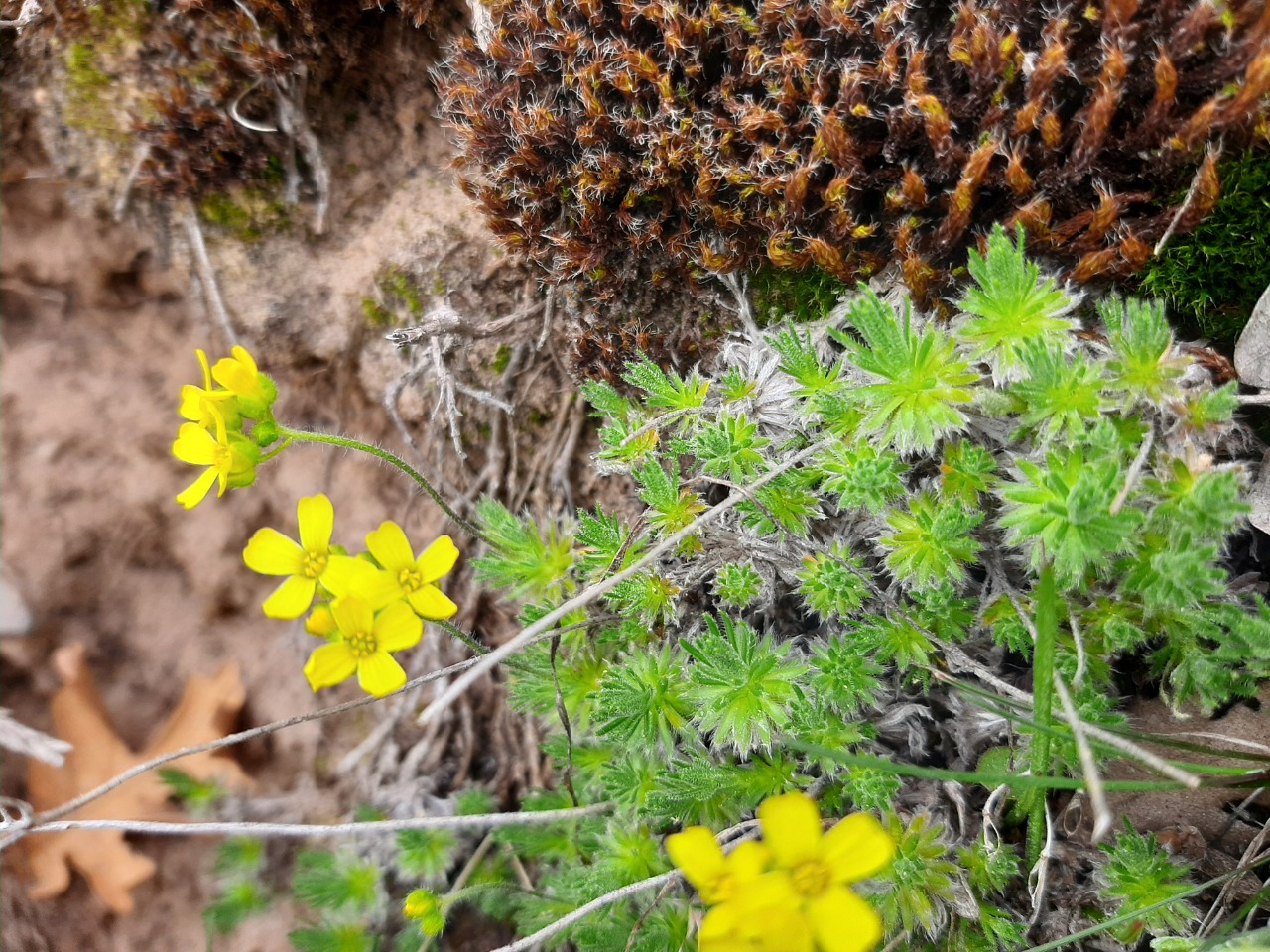 Draba bruniifolia