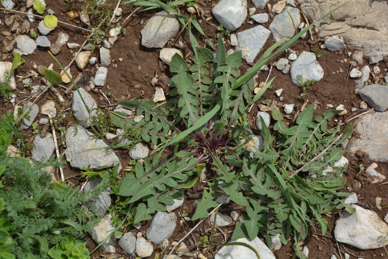 Centaurea oltensis