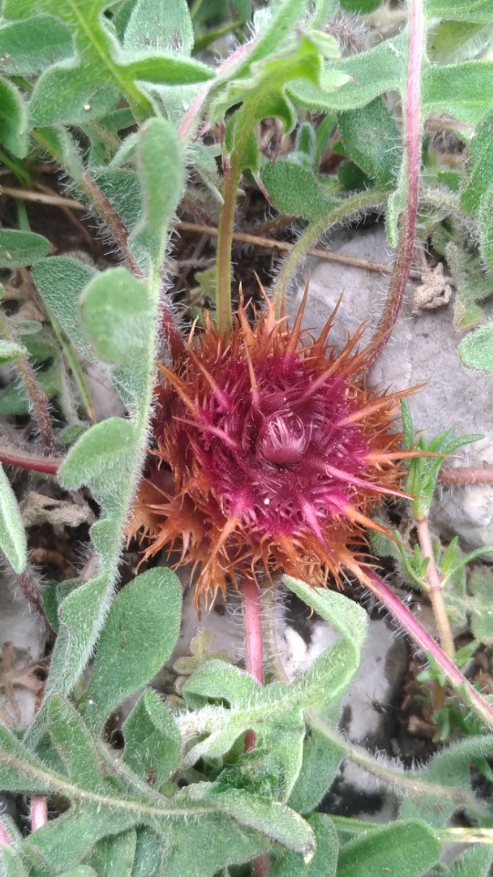 Centaurea oltensis