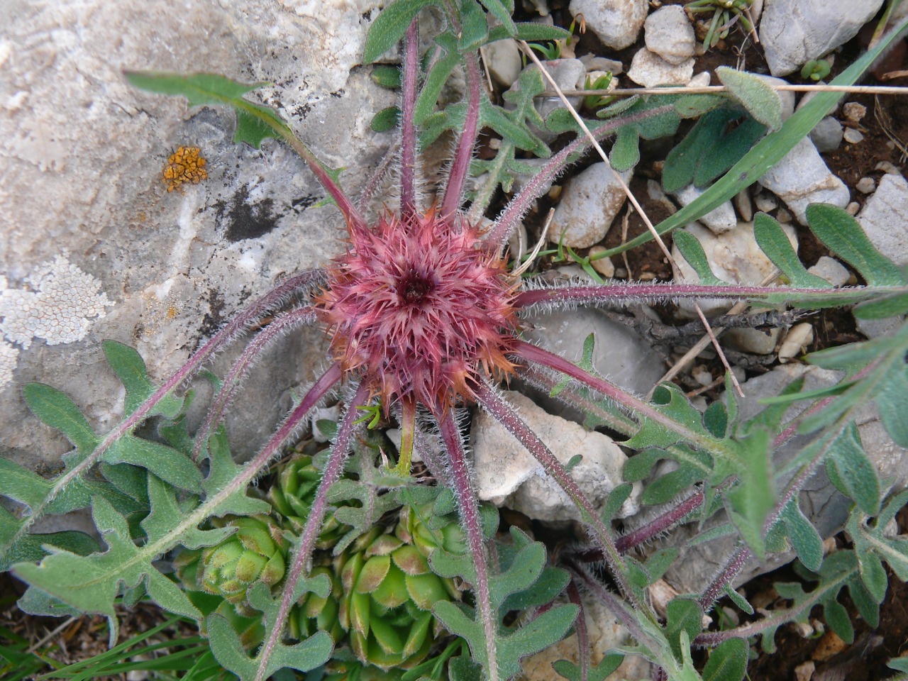 Centaurea oltensis