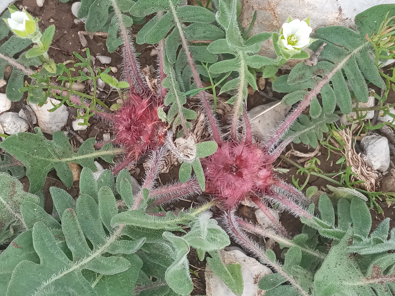 Centaurea oltensis