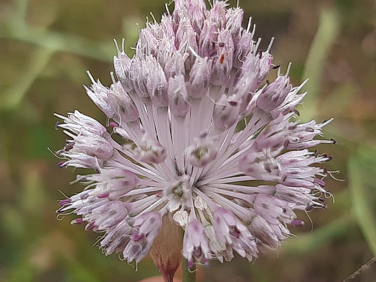 Allium guttatum