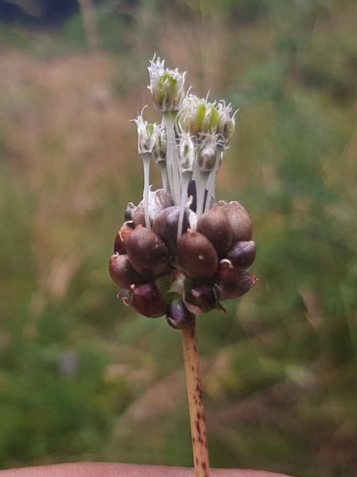 Allium guttatum