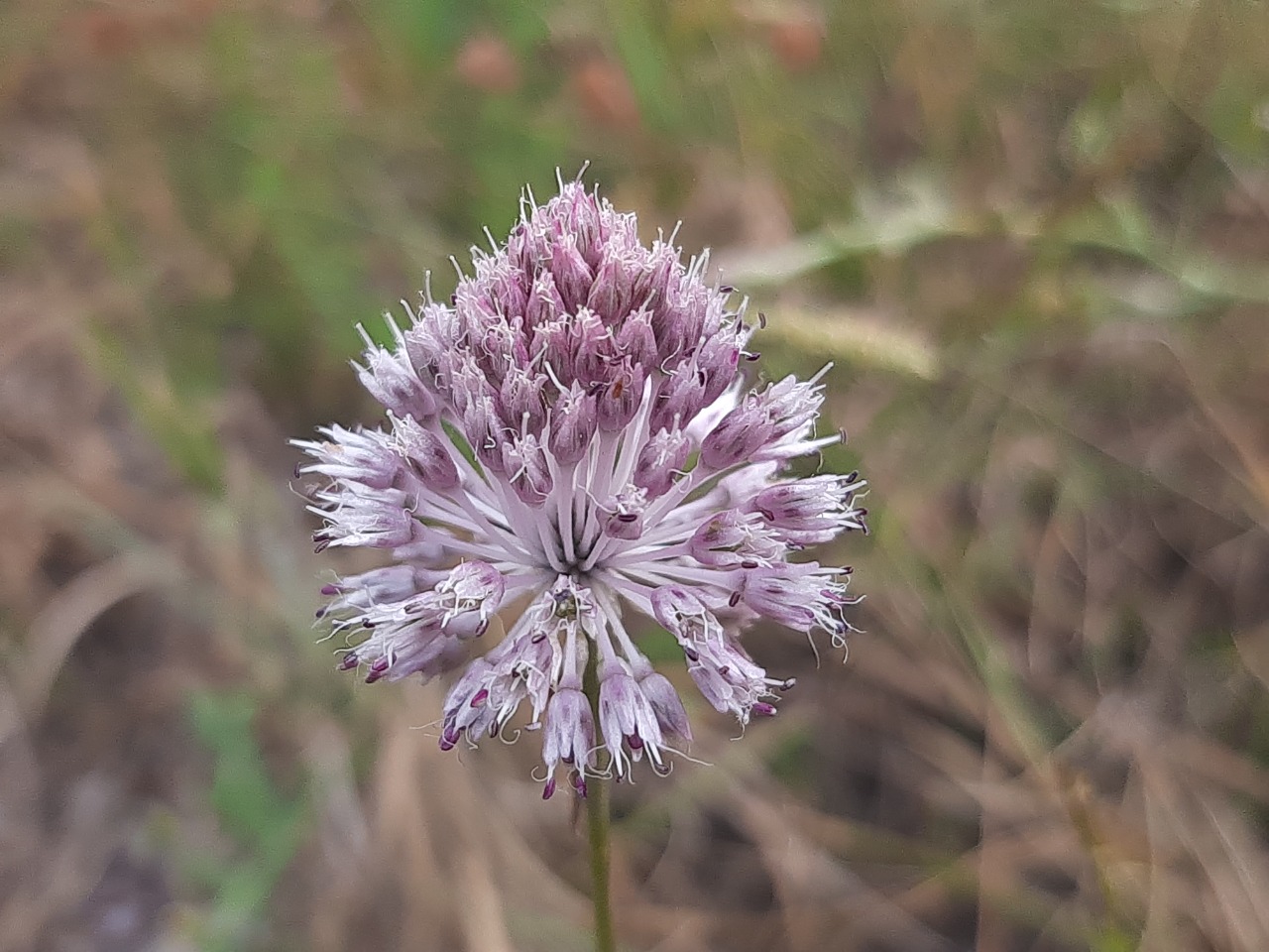 Allium guttatum