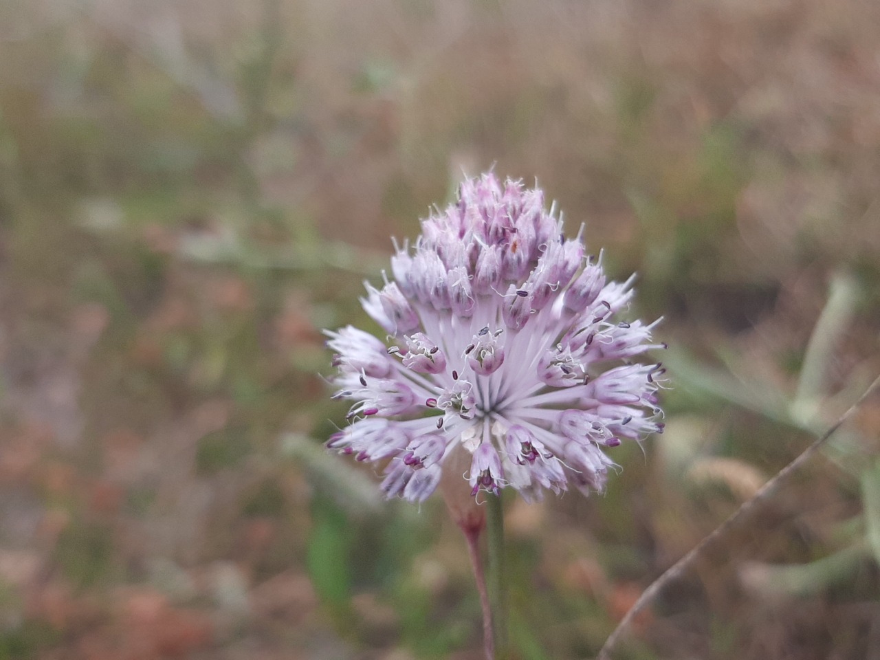 Allium guttatum