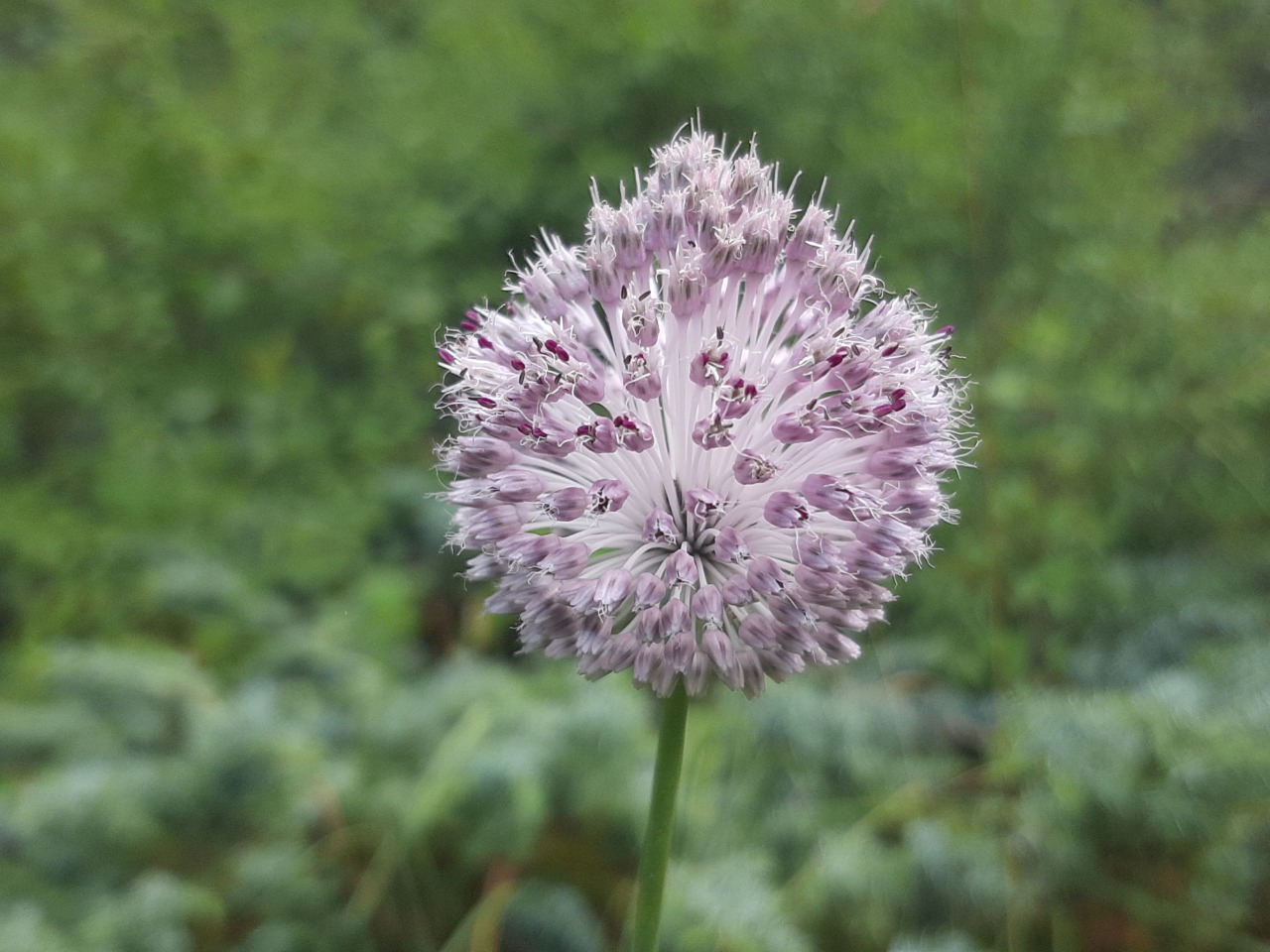 Allium guttatum