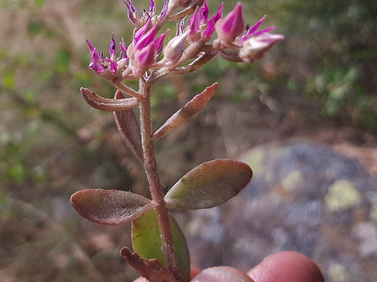 Phedimus obtusifolius