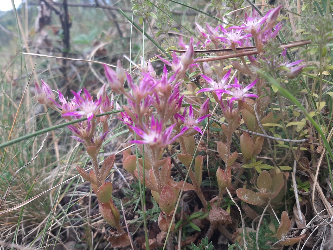 Phedimus obtusifolius