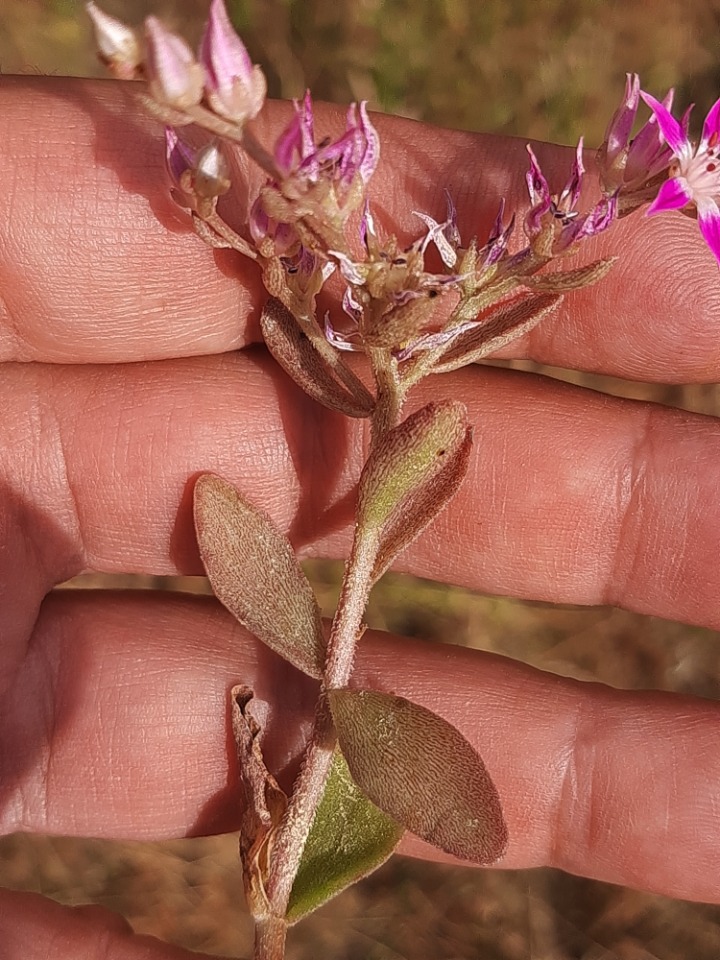 Phedimus obtusifolius