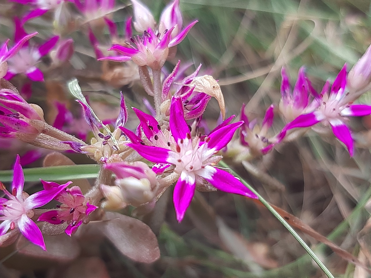 Phedimus obtusifolius