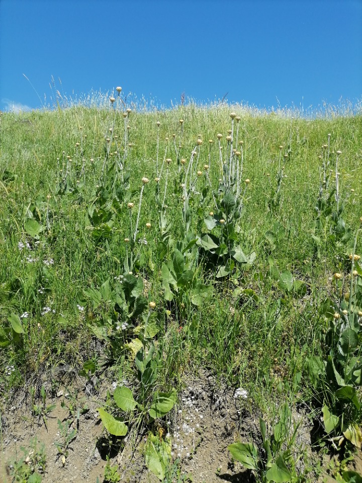 Centaurea bingoelensis