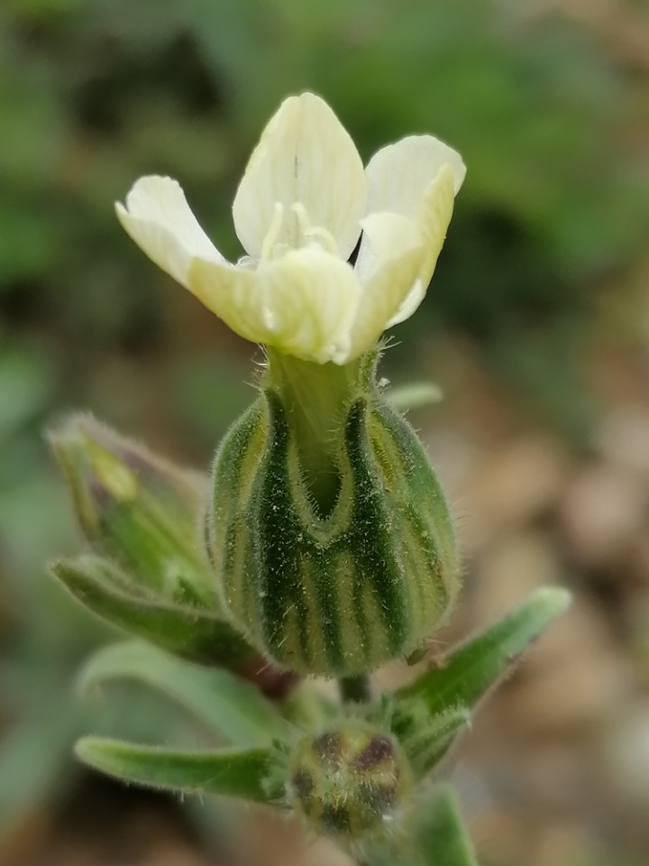 Silene latifolia subsp. eriocalycinae