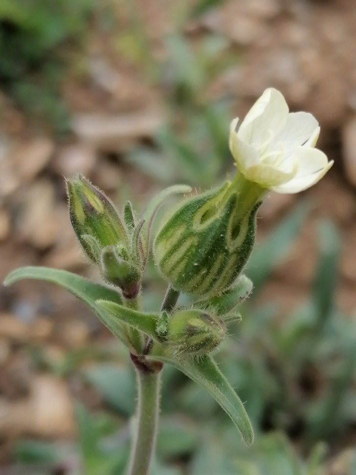 Silene latifolia subsp. eriocalycinae