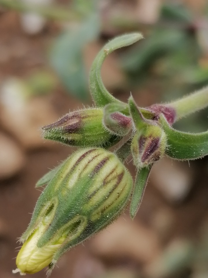 Silene latifolia subsp. eriocalycinae