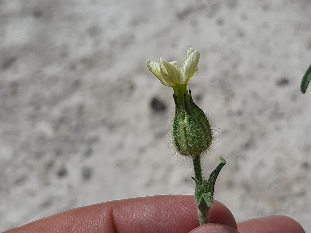 Silene latifolia subsp. eriocalycinae