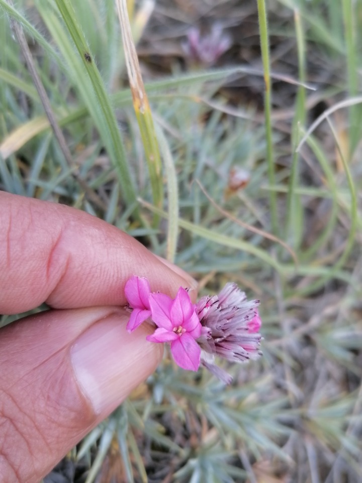 Acantholimon bracteatum