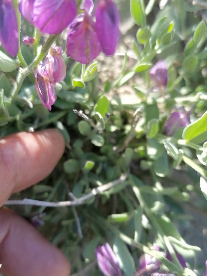 Polygala alpestris