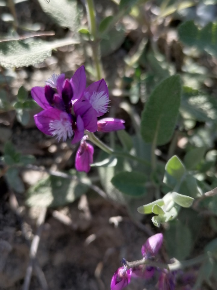 Polygala alpestris