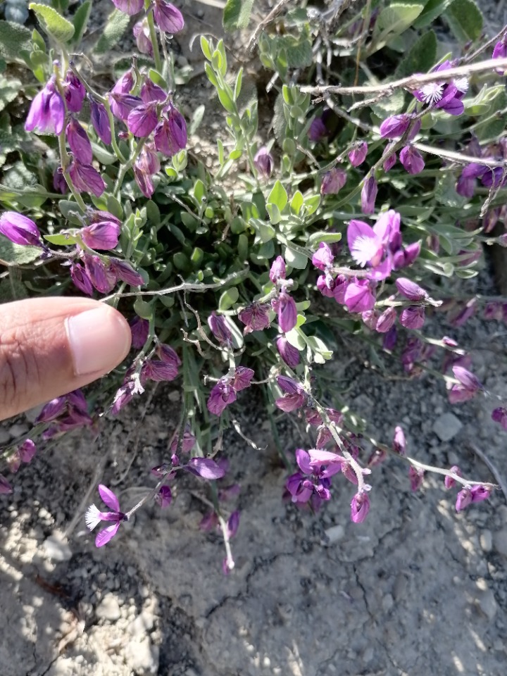 Polygala alpestris