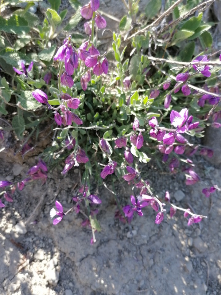 Polygala alpestris