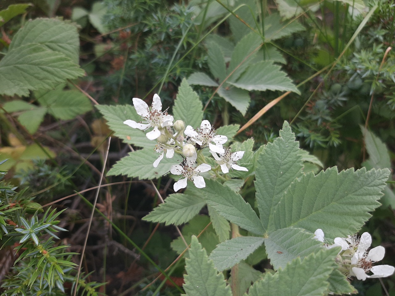 Rubus canescens