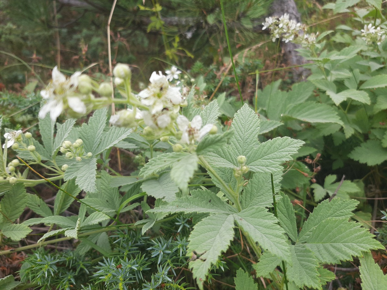 Rubus canescens