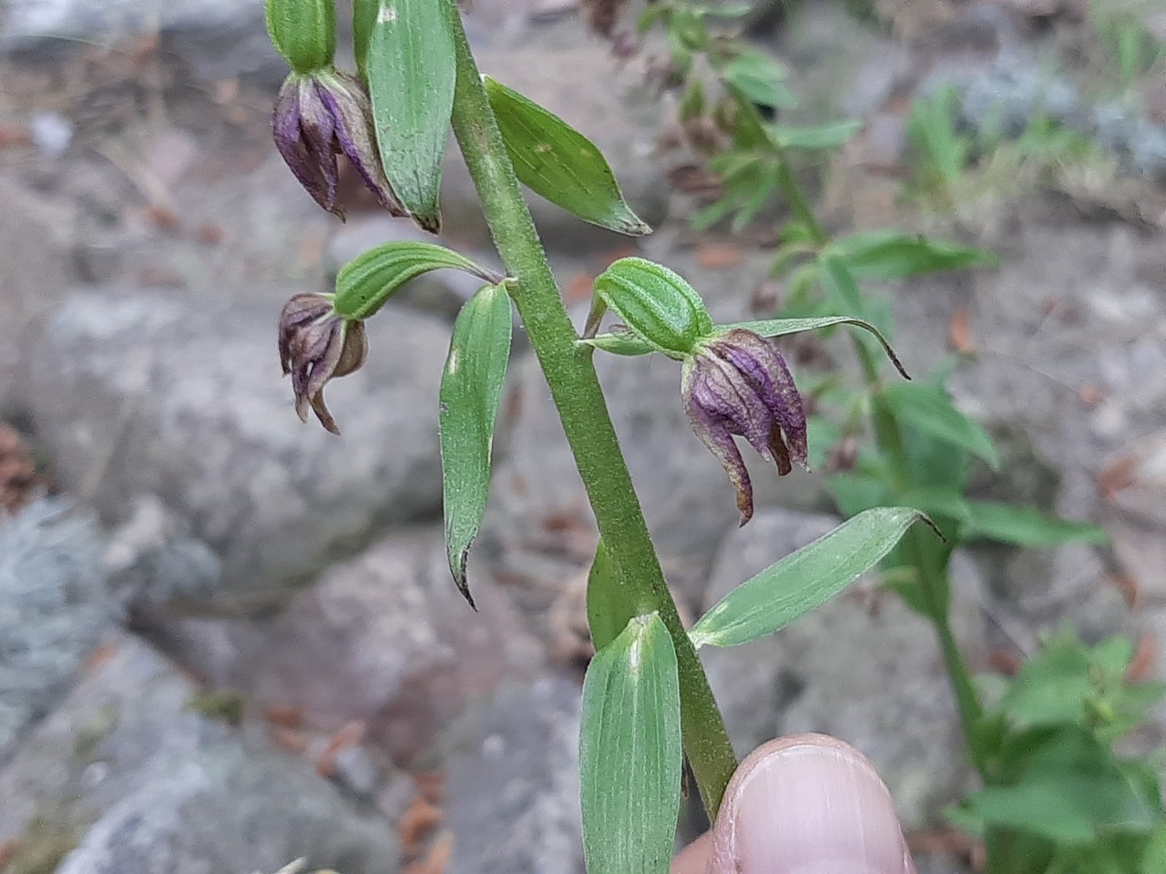 Epipactis helleborine