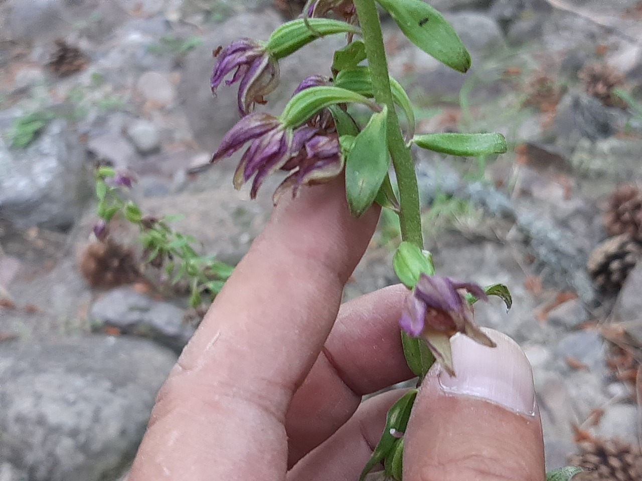 Epipactis helleborine
