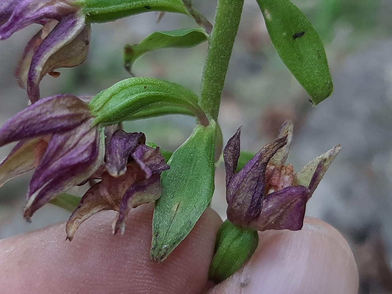 Epipactis helleborine