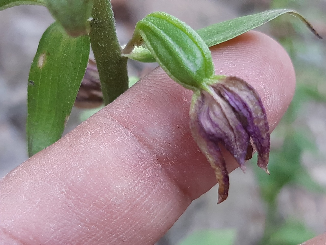 Epipactis helleborine