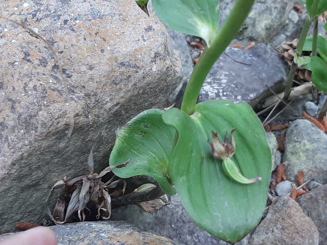 Epipactis helleborine