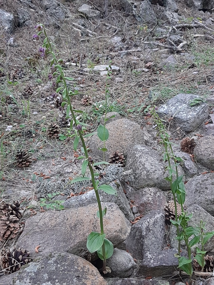 Epipactis helleborine