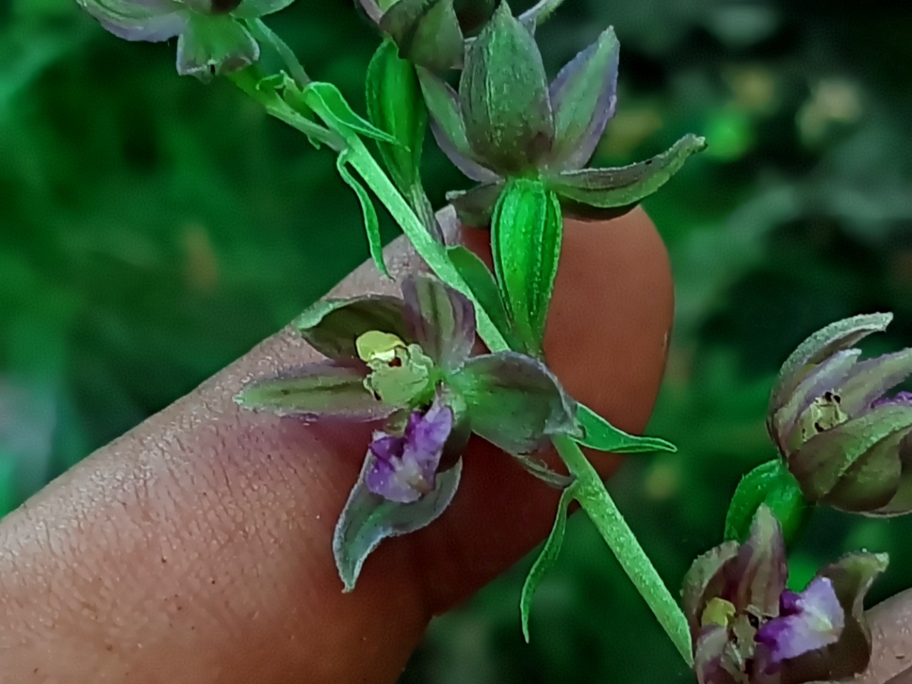 Epipactis microphylla