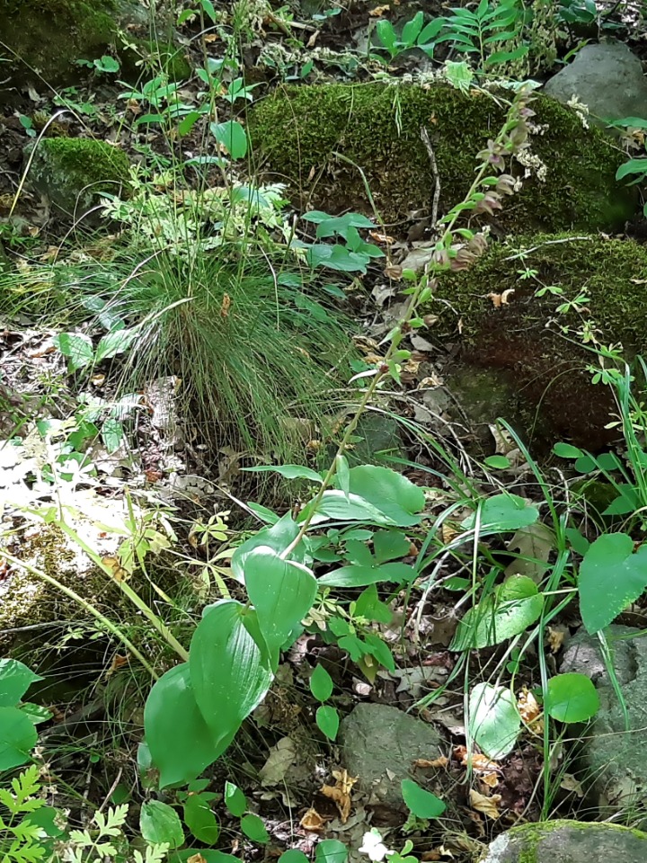 Epipactis microphylla