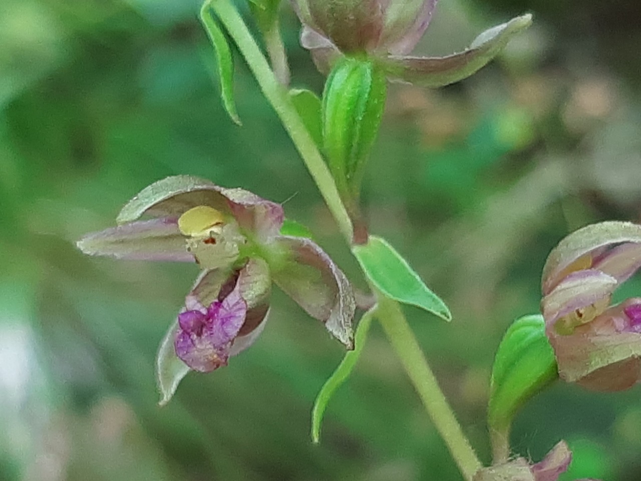 Epipactis microphylla