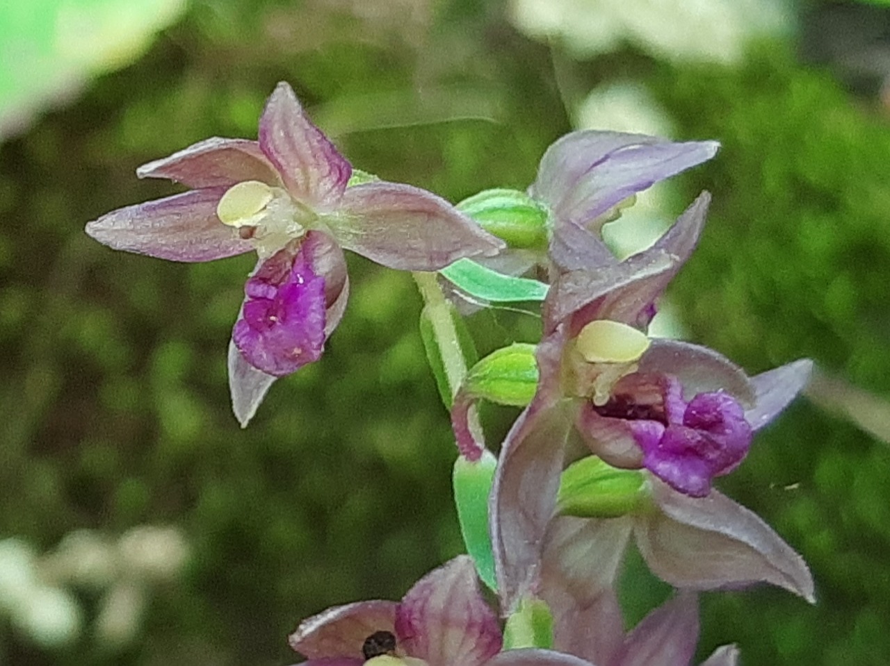 Epipactis microphylla